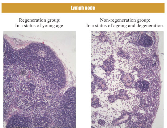 9170金沙集团_4. Period of regenerative restoration of animal tissues and