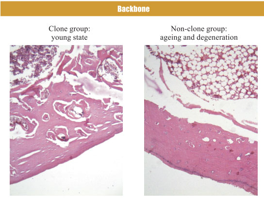 9170金沙集团_4. Period of regenerative restoration of animal tissues and