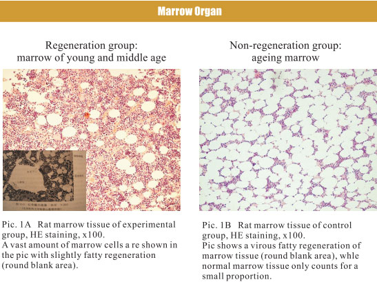 9170金沙集团_4. Period of regenerative restoration of animal tissues and