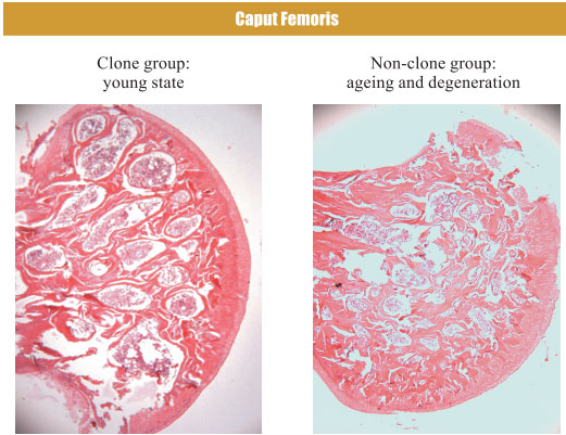 9170金沙集团_4. Period of regenerative restoration of animal tissues and