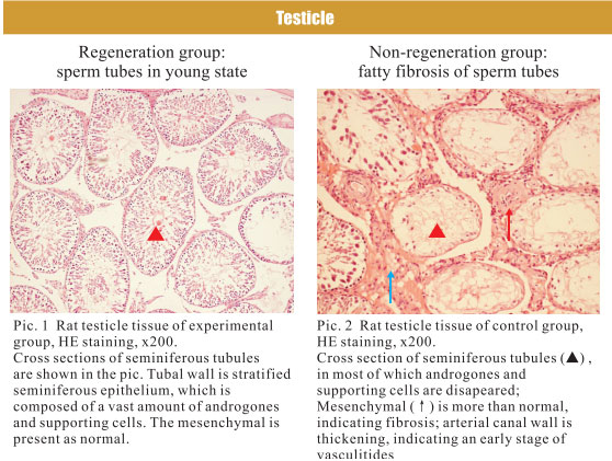 9170金沙集团_4. Period of regenerative restoration of animal tissues and