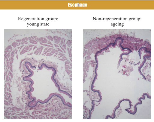 9170金沙集团_4. Period of regenerative restoration of animal tissues and