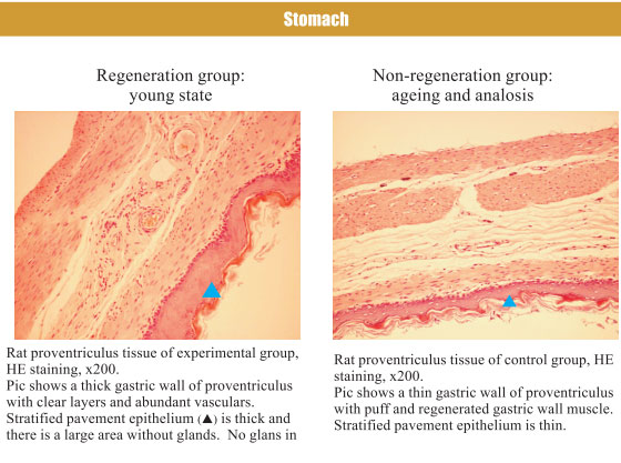 9170金沙集团_4. Period of regenerative restoration of animal tissues and