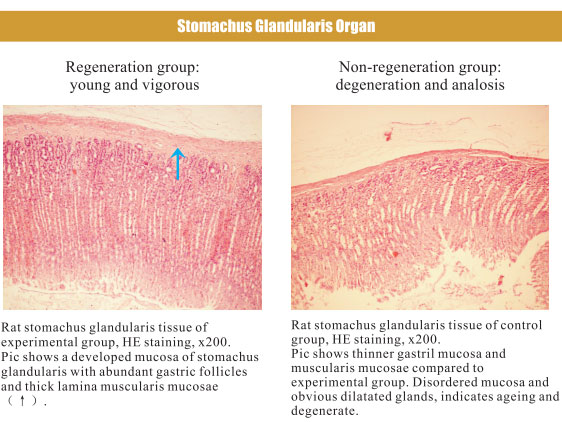 9170金沙集团_4. Period of regenerative restoration of animal tissues and