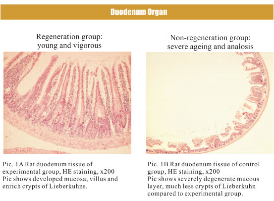 9170金沙集团_4. Period of regenerative restoration of animal tissues and
