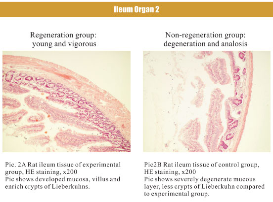 9170金沙集团_4. Period of regenerative restoration of animal tissues and