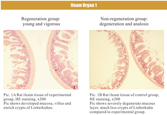9170金沙集团_4. Period of regenerative restoration of animal tissues and