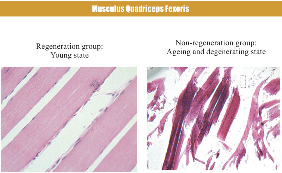 9170金沙集团_4. Period of regenerative restoration of animal tissues and