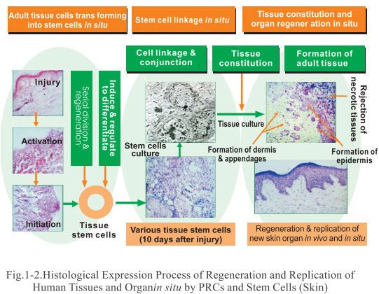9170金沙集团_3. Discussion of the Future of Regenerative Medicine and The