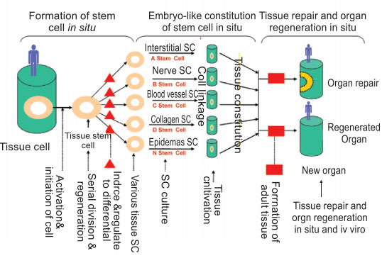 9170金沙集团_3. Discussion of the Future of Regenerative Medicine and The