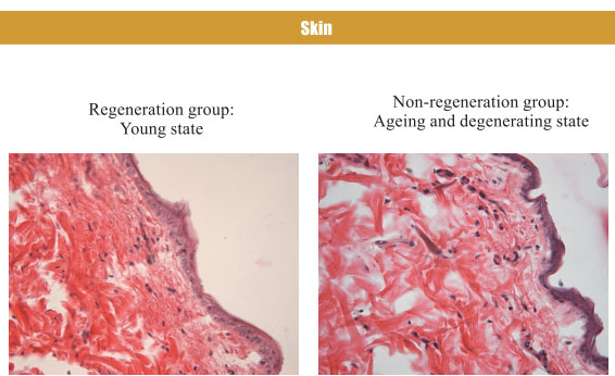 9170金沙集团_4. Period of regenerative restoration of animal tissues and