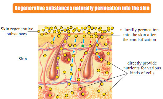 9170金沙集团_Part One: In situ Skin Regenerative Restoration & Rejuvenati