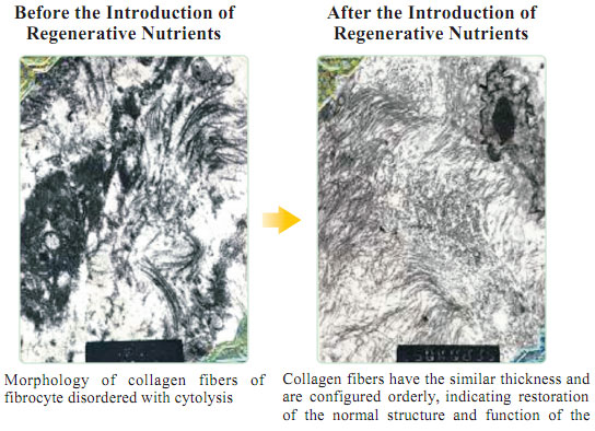 9170金沙集团_Part One: In situ Skin Regenerative Restoration & Rejuvenati