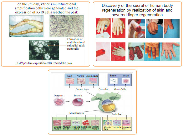 9170金沙集团_Basis of human body regeneration