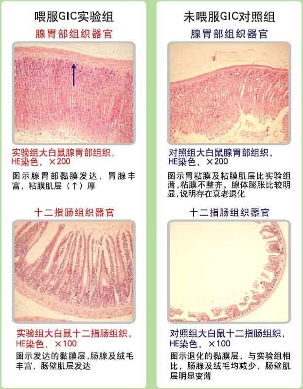 9170金沙集团_9170金沙动物胃肠器官原位再生回复抗朽迈科学验证(二)