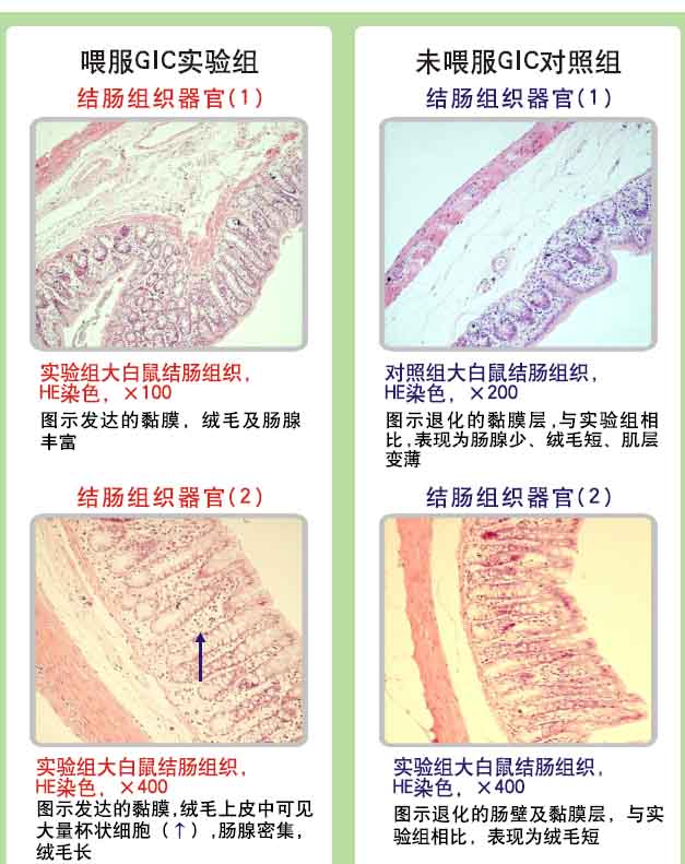 9170金沙集团_9170金沙动物胃肠器官原位再生回复抗朽迈科学验证(四)