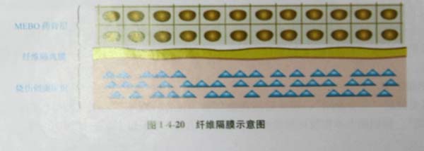 9170金沙集团_第四节 烧伤创面皮肤原位再生回复机制