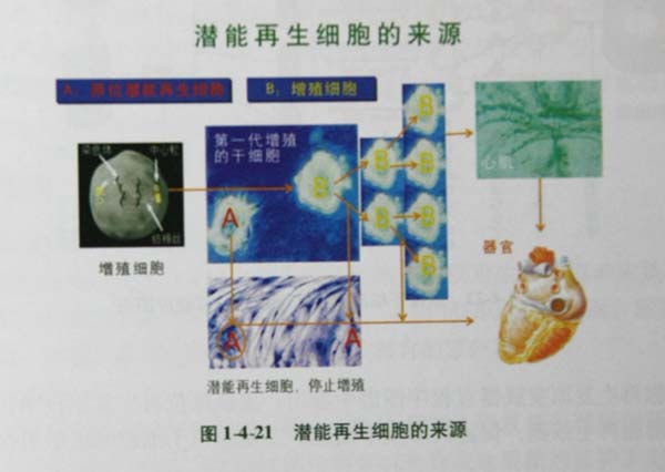 9170金沙集团_第四节 烧伤创面皮肤原位再生回复机制