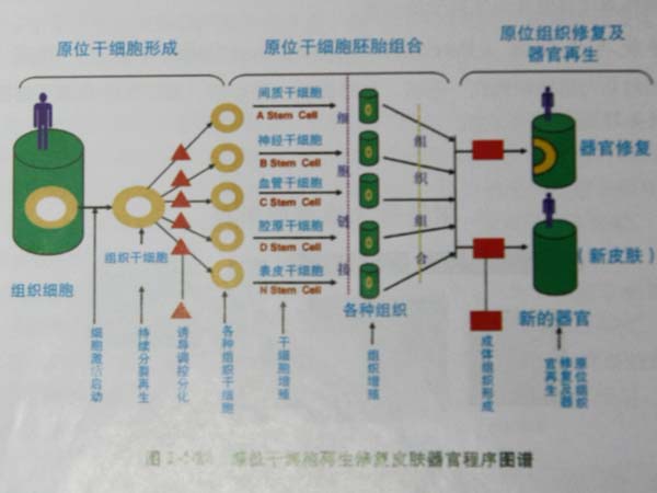 9170金沙集团_第四节 烧伤创面皮肤原位再生回复机制