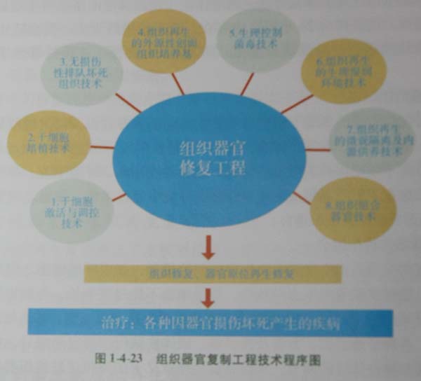 9170金沙集团_第五节 烧伤创面皮肤原位再生回复手艺的手艺程序